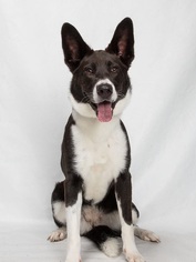 Border Collie Dogs for adoption in Franklin, TN, USA