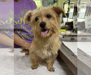 Chihuahua-Unknown Mix Dogs for adoption in Benton, LA, USA