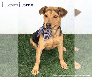 Beagle-Unknown Mix Dogs for adoption in San Diego, CA, USA