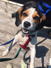 Beagle Dogs for adoption in Park Falls, WI, USA