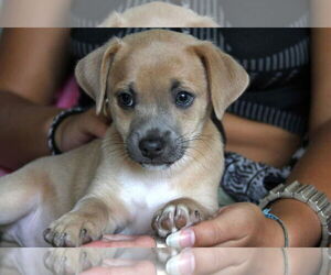 ShiChi Dogs for adoption in Gulfport, MI, USA