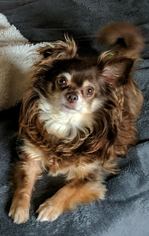 Chihuahua Dogs for adoption in Delaware, OH, USA