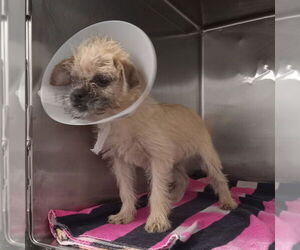 Brussels Griffon-Unknown Mix Dogs for adoption in Chico, CA, USA