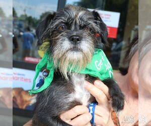 Brussels Griffon-Unknown Mix Dogs for adoption in Washington, DC, USA