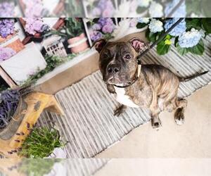 American Pit Bull Terrier Dogs for adoption in Minneapolis, MN, USA