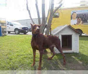 Doberman Pinscher Dogs for adoption in Rosenberg, TX, USA