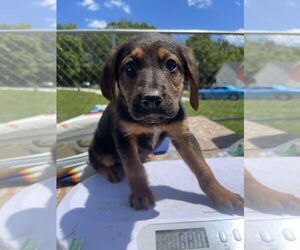 German Shepherd Dog-Treeing Walker Coonhound Mix Dogs for adoption in Bolivar, MO, USA