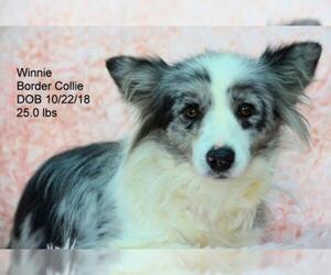 Border Collie Dogs for adoption in Bon Carbo, CO, USA