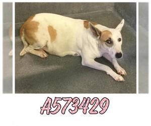 Bull Terrier Dogs for adoption in San Antonio, TX, USA