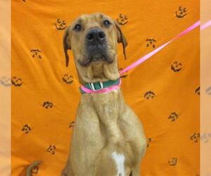 Great Dane Dogs for adoption in Fairbanks, AK, USA