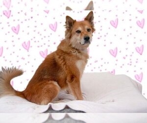 Shiba Inu-pomeranian spitz Mix Dogs for adoption in Inglewood, CA, USA