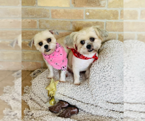Shih Tzu-Unknown Mix Dogs for adoption in Cranston, RI, USA