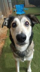 Alaskan Husky-German Shepherd Dog Mix Dogs for adoption in Winder, GA, USA