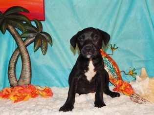 Great Dane-Labrador Retriever Mix Dogs for adoption in Old Fort , NC, USA