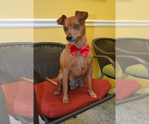 Miniature Pinscher Dogs for adoption in Deerfield Beach, FL, USA