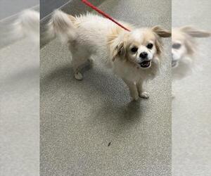 Chihuahua-Unknown Mix Dogs for adoption in Las Vegas, NV, USA
