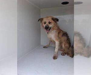 Border Collie-Unknown Mix Dogs for adoption in Houston, TX, USA