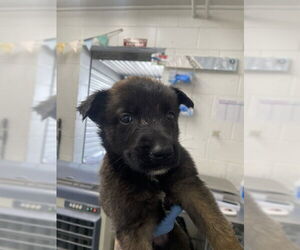 Mutt Dogs for adoption in San Bernardino, CA, USA