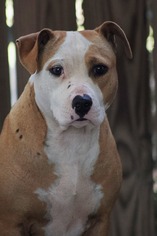 American Staffordshire Terrier-Beagle Mix Dogs for adoption in Oxford, NC, USA