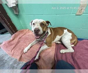 American Pit Bull Terrier Dogs for adoption in Ocala, FL, USA