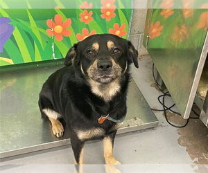 Rottweiler-Unknown Mix Dogs for adoption in Waco, TX, USA