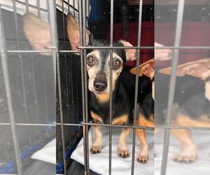 Chiweenie Dogs for adoption in Benton, LA, USA