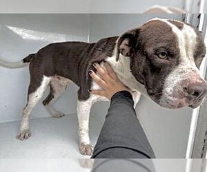 Mutt Dogs for adoption in Houston, TX, USA