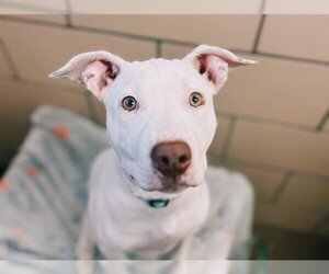 American Pit Bull Terrier Dogs for adoption in Fort Wayne, IN, USA