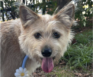 Mutt Dogs for adoption in San Ramon, CA, USA
