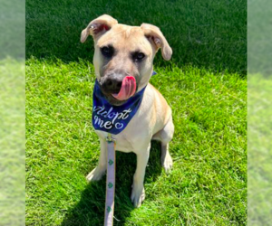 Small Mountain Cur Mix