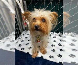 Mutt Dogs for adoption in Downey, CA, USA