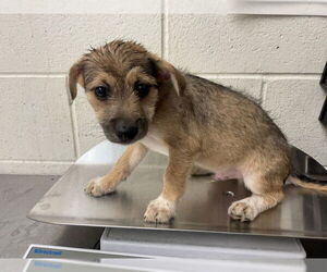 German Shepherd Dog-Unknown Mix Dogs for adoption in San Bernardino, CA, USA