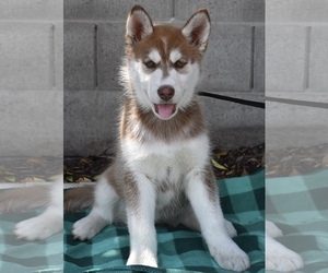 Alaskan Malamute Dogs for adoption in Palo Alto, CA, USA