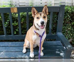Medium Photo #1 German Shepherd Dog-Unknown Mix Puppy For Sale in Pasadena, CA, USA