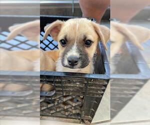 Pug-Unknown Mix Dogs for adoption in San Antonio, TX, USA