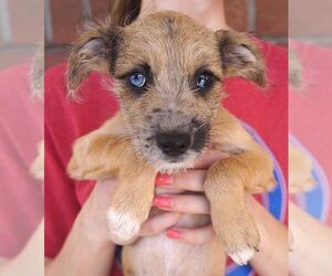 Mutt Dogs for adoption in Carrollton, TX, USA