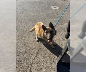 Medium Photo #2 German Shepherd Dog Puppy For Sale in Stockton, CA, USA