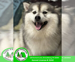 American Eskimo Dog-Huskies Mix Dogs for adoption in Stroudsburg, PA, USA