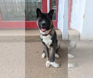 Akita Dogs for adoption in Manassas, VA, USA