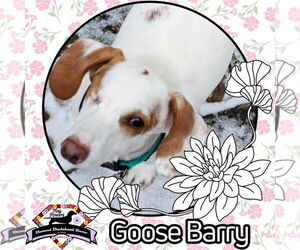 Dachshund Dogs for adoption in San Antonio, TX, USA