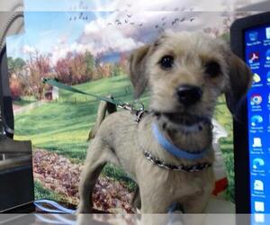 Mutt Dogs for adoption in Moreno Valley, CA, USA