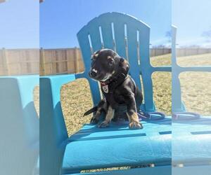 Chihuahua-Unknown Mix Dogs for adoption in Silver Spring, MD, USA
