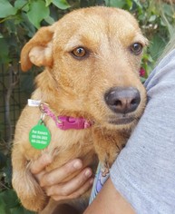 Toxirn Dogs for adoption in Tempe, AZ, USA