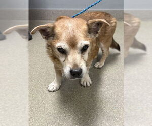 Dachshund-Unknown Mix Dogs for adoption in Las Vegas, NV, USA