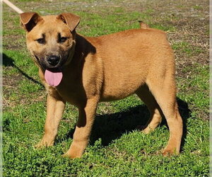 Bulldog-Unknown Mix Dogs for adoption in Wetumpka, AL, USA