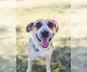 Mutt Dogs for adoption in Sandy, UT, USA