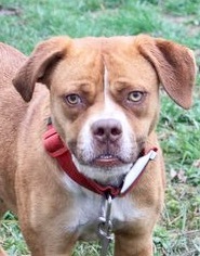 Bullboxer Pit Dogs for adoption in Pottstown, PA, USA