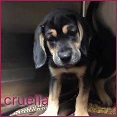 Coonhound-Unknown Mix Dogs for adoption in Toms River, NJ, USA