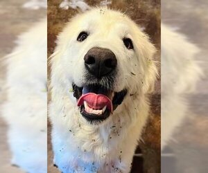 Great Pyrenees Dogs for adoption in Winter, WI, USA
