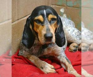 Bluetick Coonhound Dogs for adoption in Tuscumbia, AL, USA